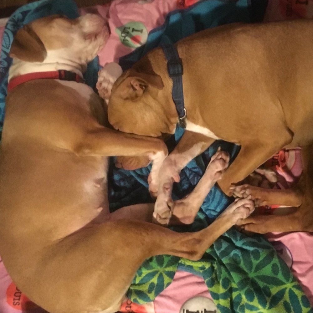 ππ» !PLEASE SHARE!ππ» Pawshing For Rescue Dogs - Picture 2 of 9